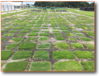 Photo of turfgrass breeding plots