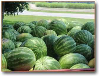Photo of a pile of watermelons
