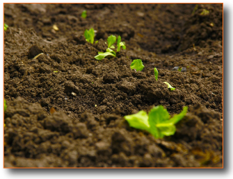 Photo of plants growing in soil